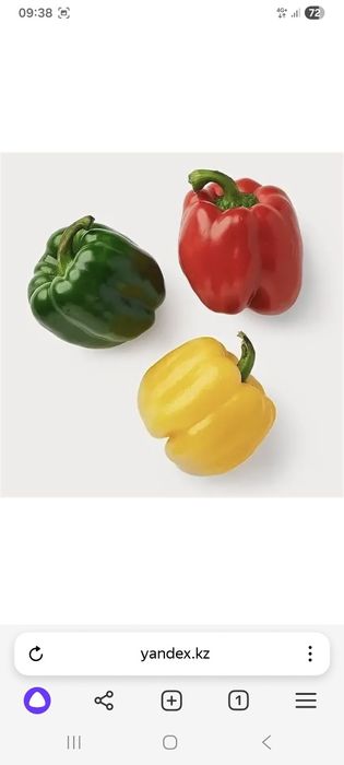 Рассада перца  острый