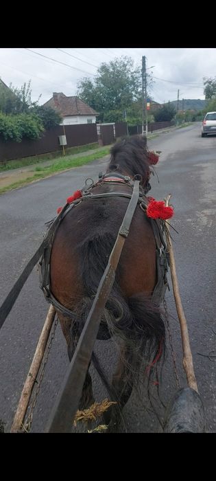 De vanzare ponei castrat de 6 ani