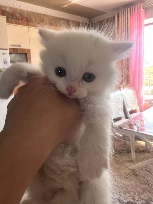 Oq Rangli Turetiskiy angoralar