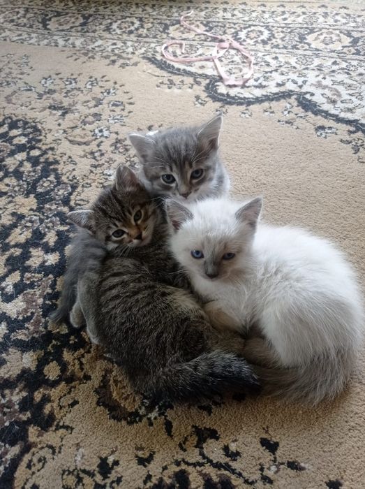 Отдам котят в добрые руки