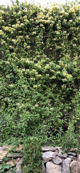 Каприфоль — цветущая лиана для вашего участка. Jasmin o’simlik.