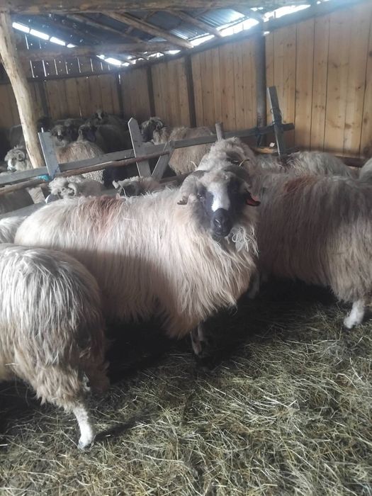 Berbec de 3 miei marca Preda