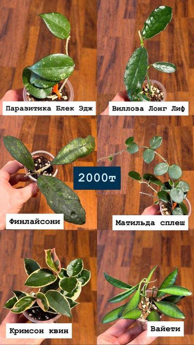 Хойи много разных сортов