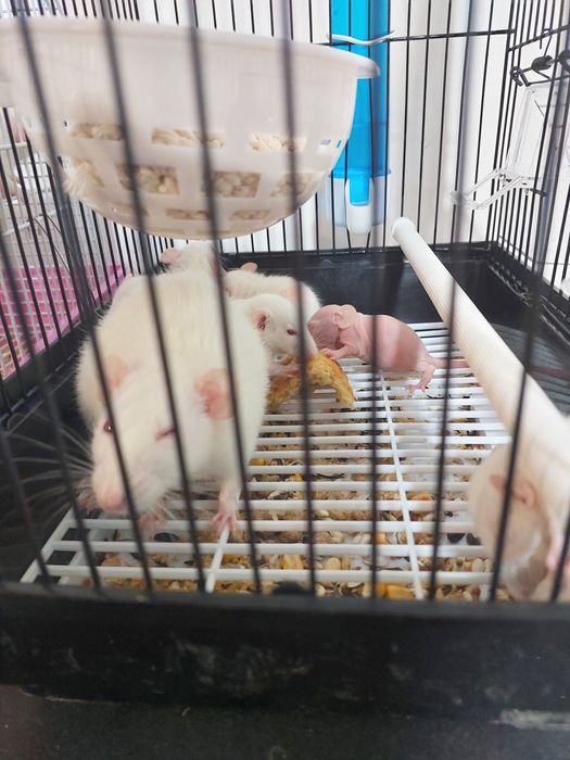 Крысы (домашние, ручные)