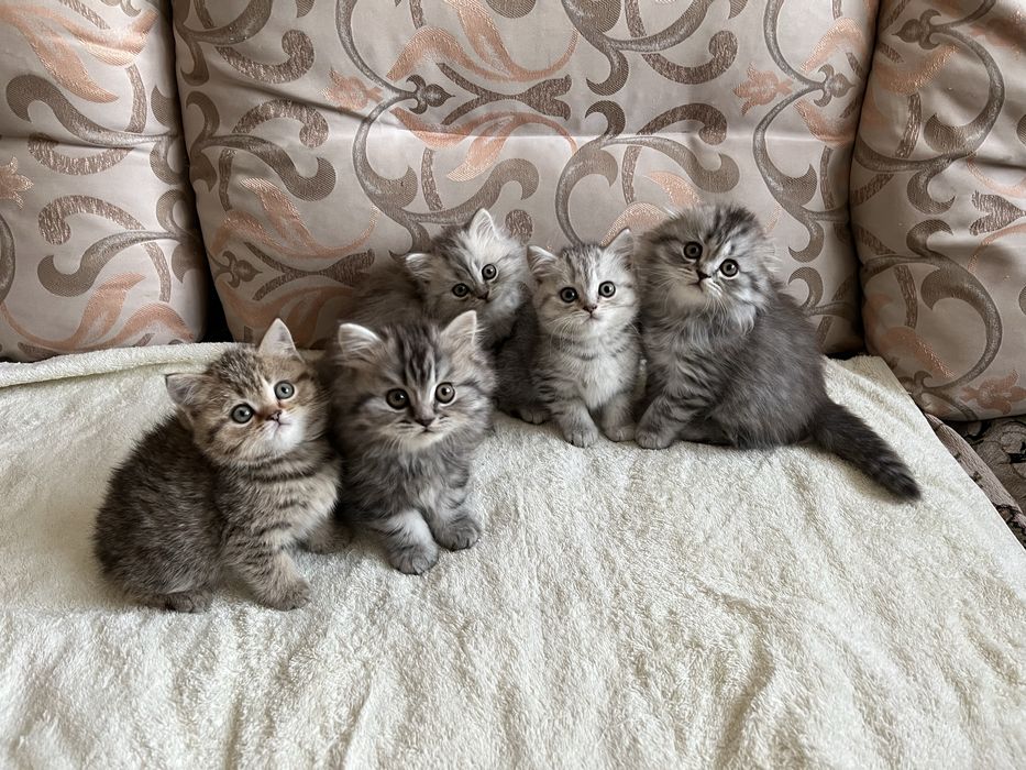 Продам чистопородных шотландсктх котят.