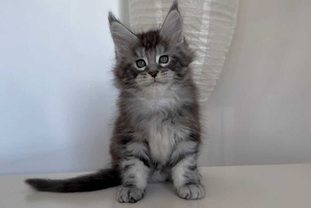 Котенца мейн кун