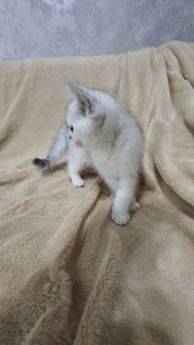 Котята шиншилла серебро