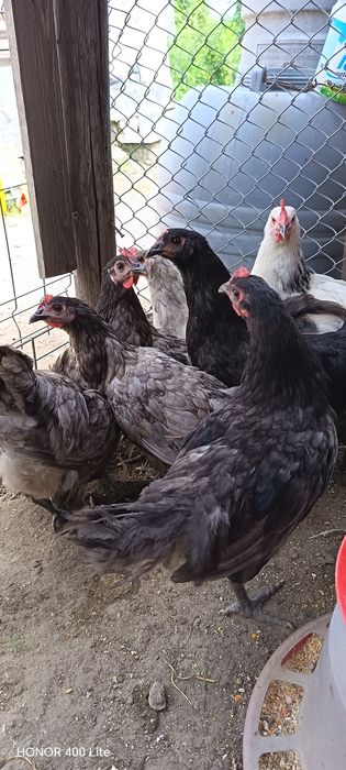 Australorp albastru