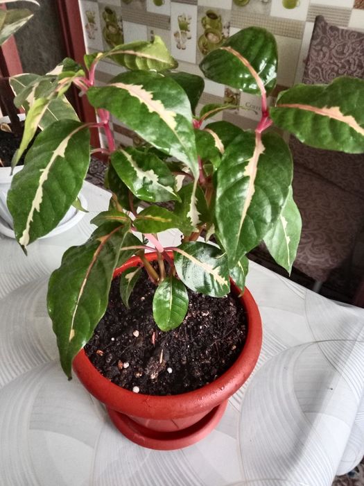 Граптофиллум расписной