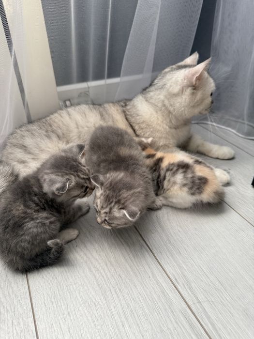 Продам котят Британцы