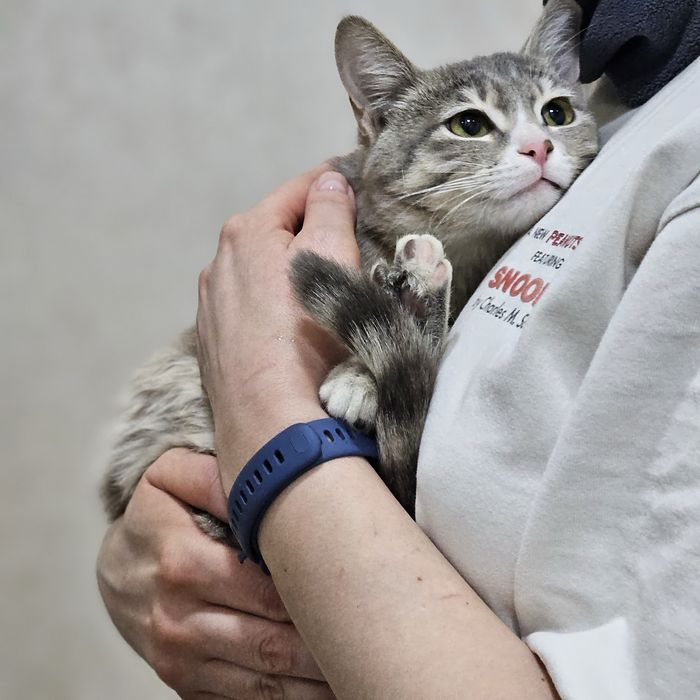 Кошечка Тиша ищет дом. Ташкент!