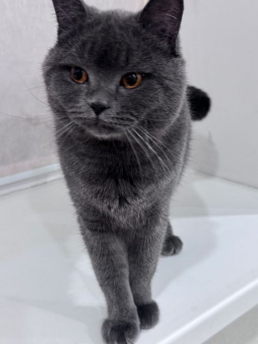 Отдам кота британца