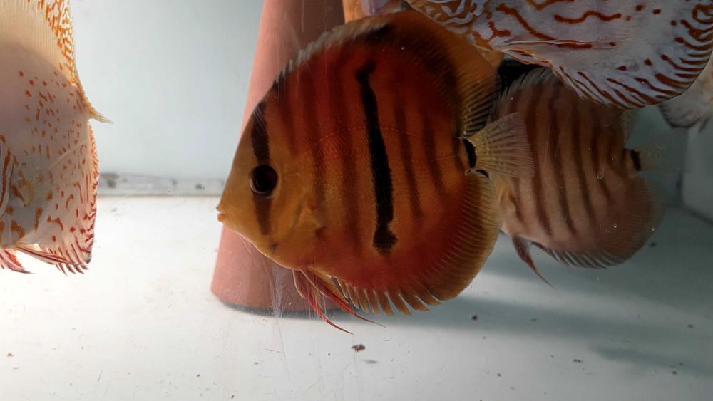 Pesti Acvariu Discus
