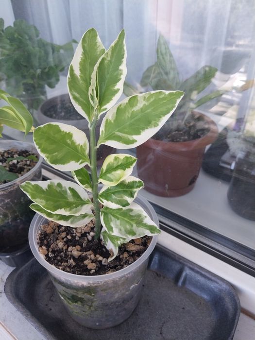 Продам комнатные цветы..