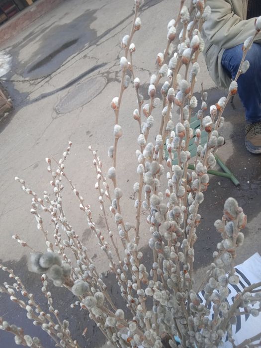 Садовые растения