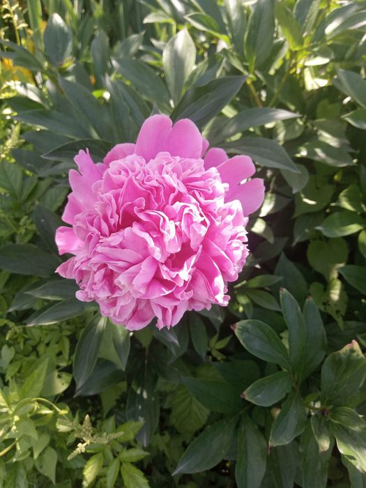 Продам пионы на срезку