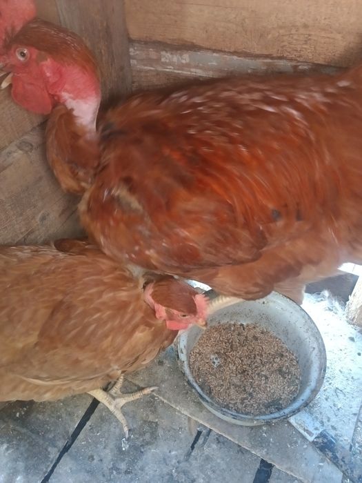 Продам куры голошейки.