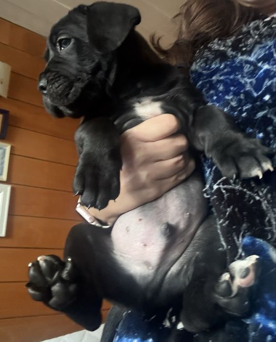 Кане Корсо / Cane Corso