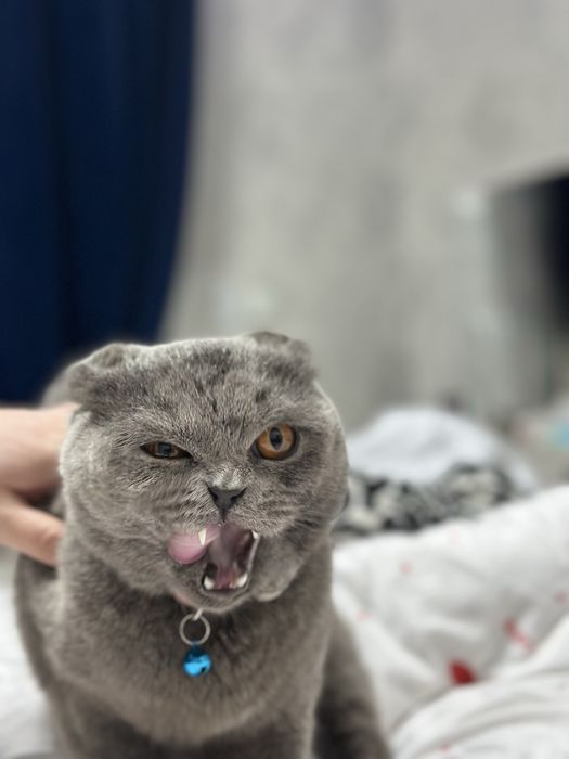 Mushuk sotiladi skotiw folt tozza