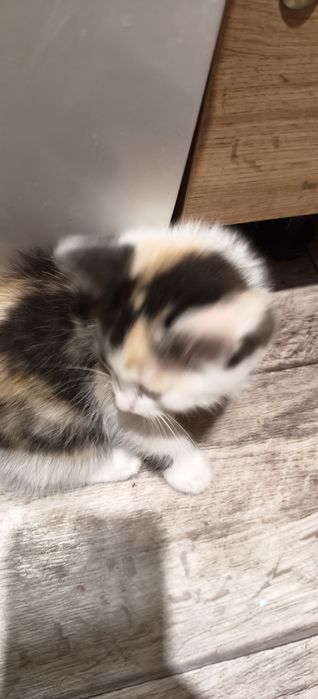 Котята даром, веселые , игривые ,лоток знают