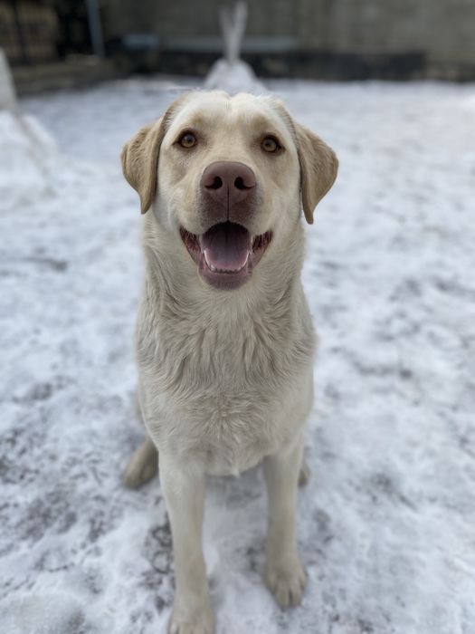 Вязка лабрадор- кобель