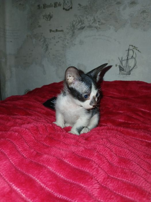 Продам котят сфинкс.  Браш.