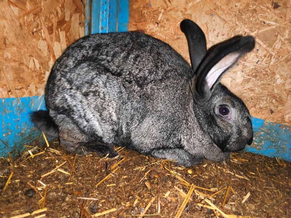 Femelă montată,1 an