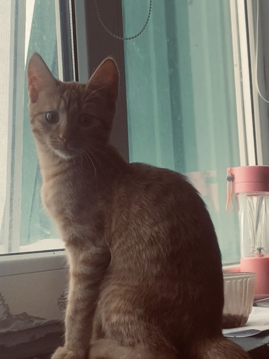 Котенок бесплатно