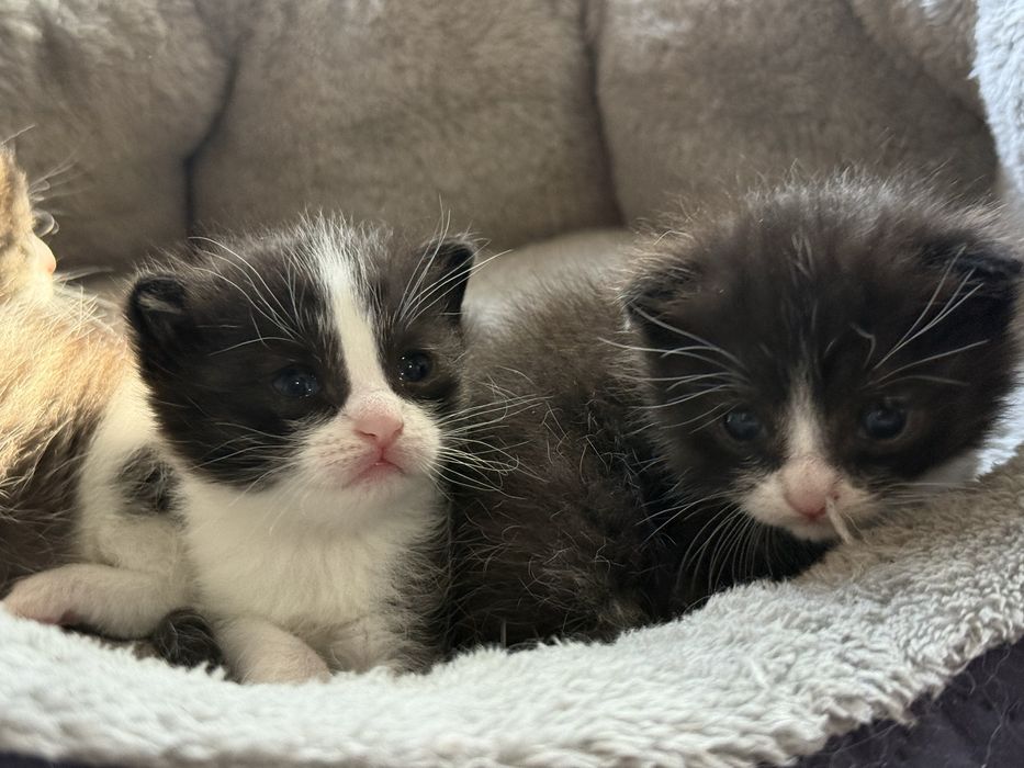 Котята ласковые  в добрые руки