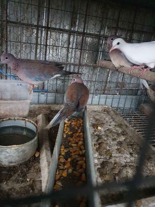 Vind rațe sălbatice.turturele  Senegal