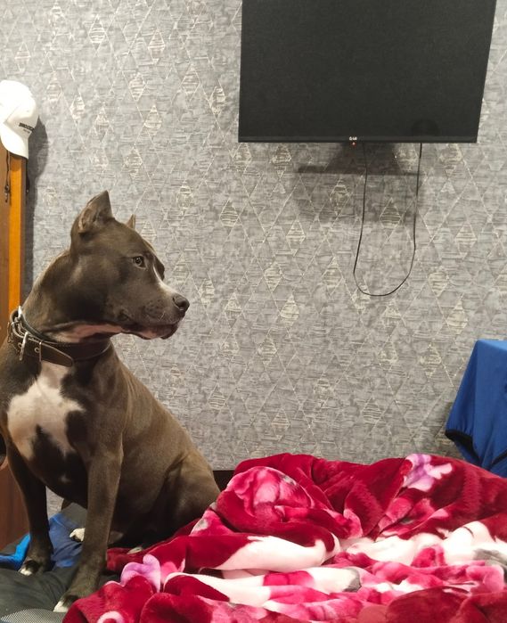 Питбуль на вязку