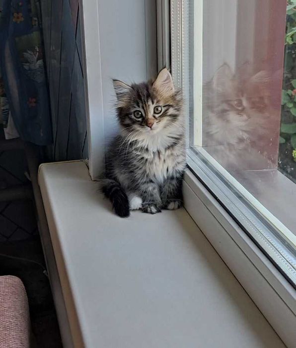 Домашние котята, 2-х месячные.