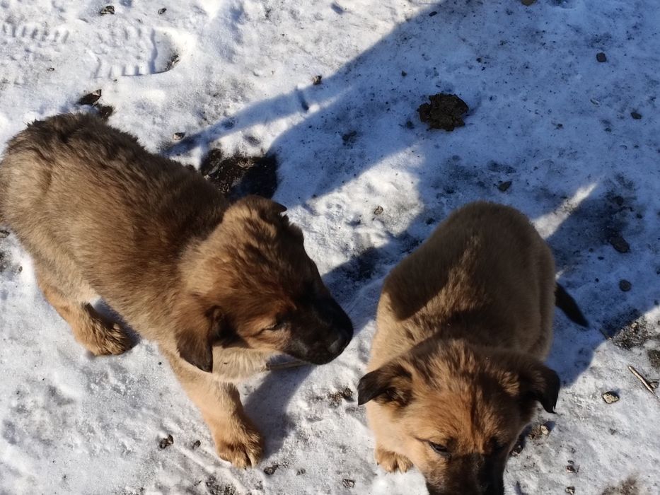 Продается щенки немецкой овчарки,.,