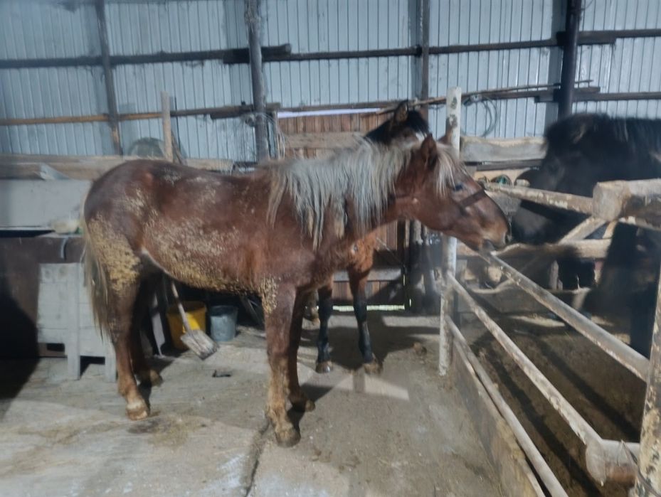 Кунан сатылады.щучинск