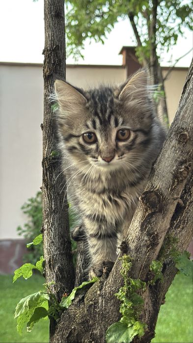 Котенок-девочка 3 месяца