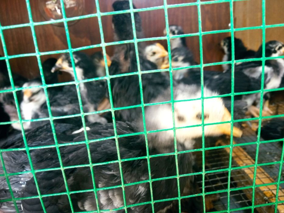 Jo'jalar Жужалар sotiladi