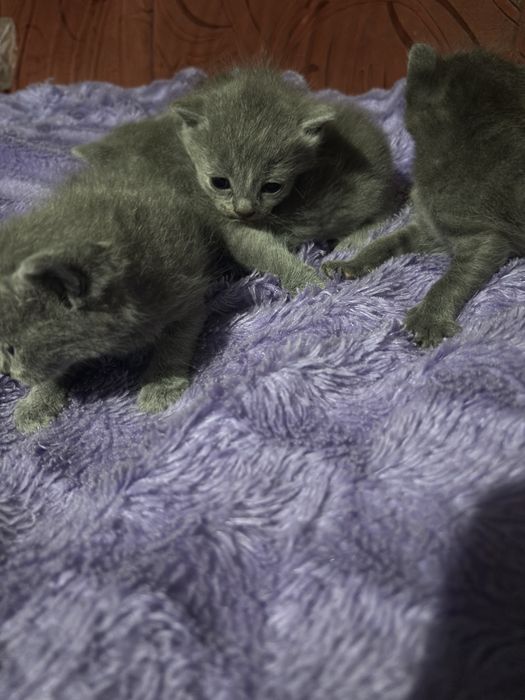 Продам котят британцев