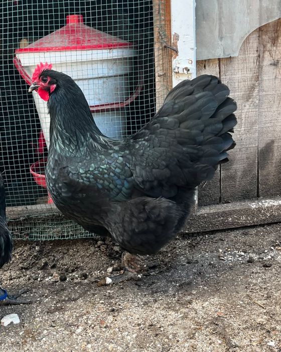 Тухум tuxum закасга йигиб берамиз АВСТРАЛОРП тозза зот