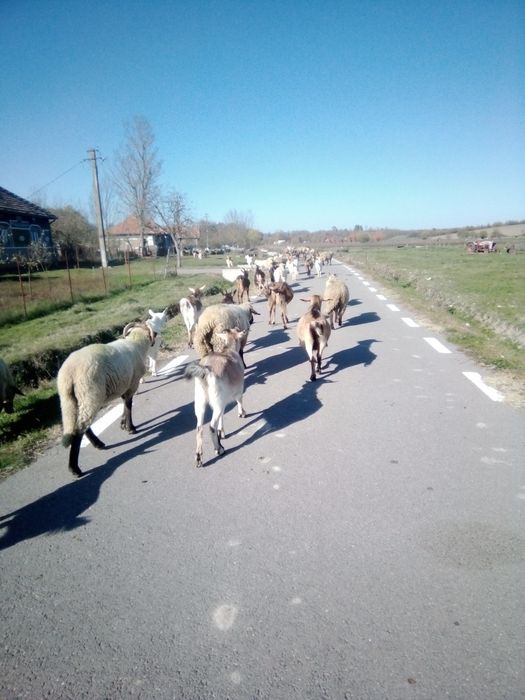 Vând oi și capre și iezi și miei și Juncă