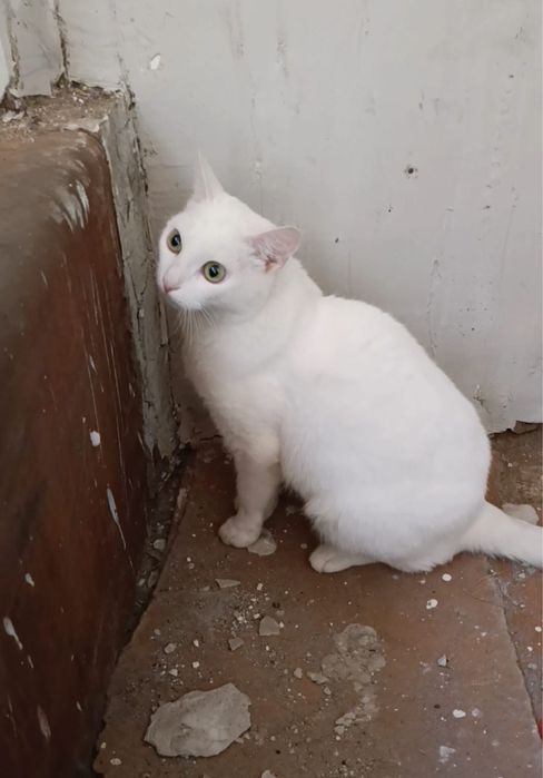 Отдам кошку в добрые руки