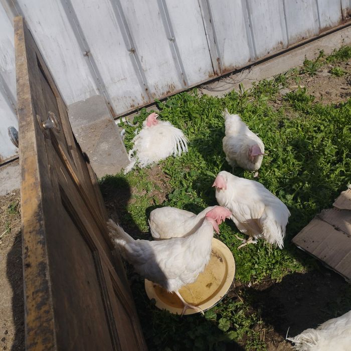 курицы куры несушки