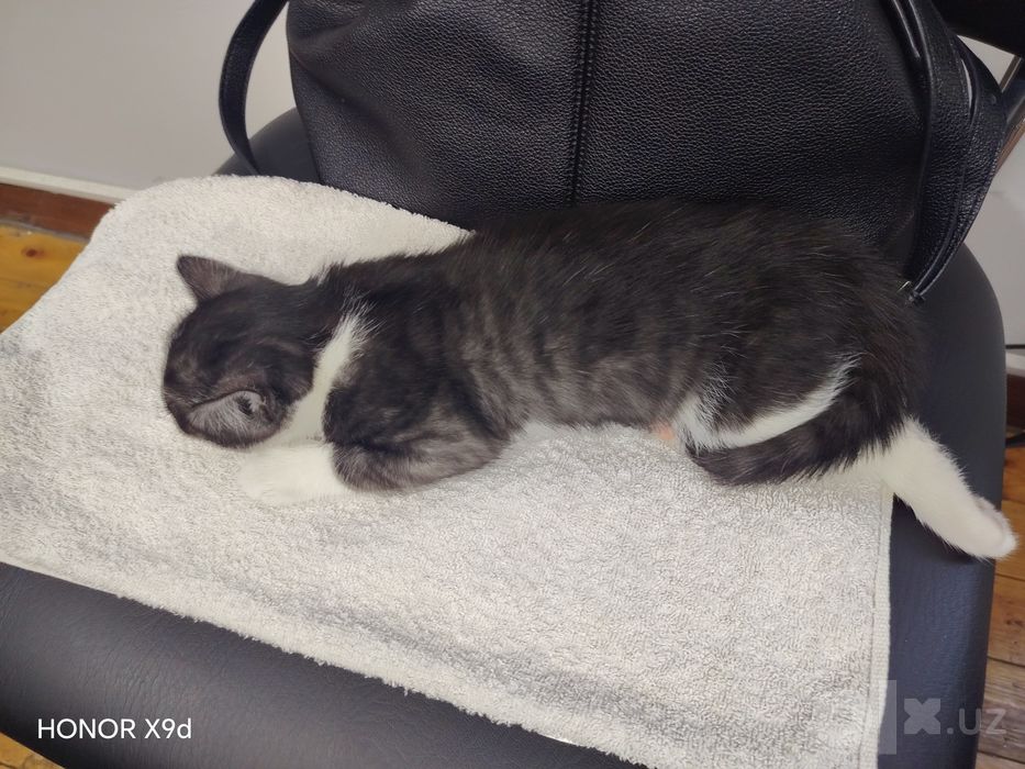 Котенок мальяик  2месяца