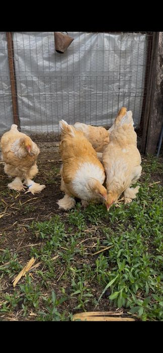 Familie brahma lemon 5+1