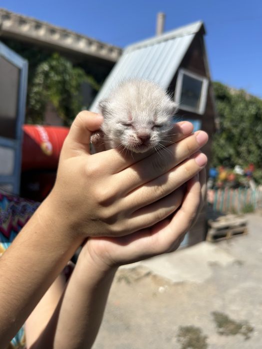 продам маленкие котят