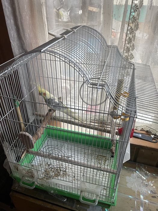 Продам            попугая Каролла