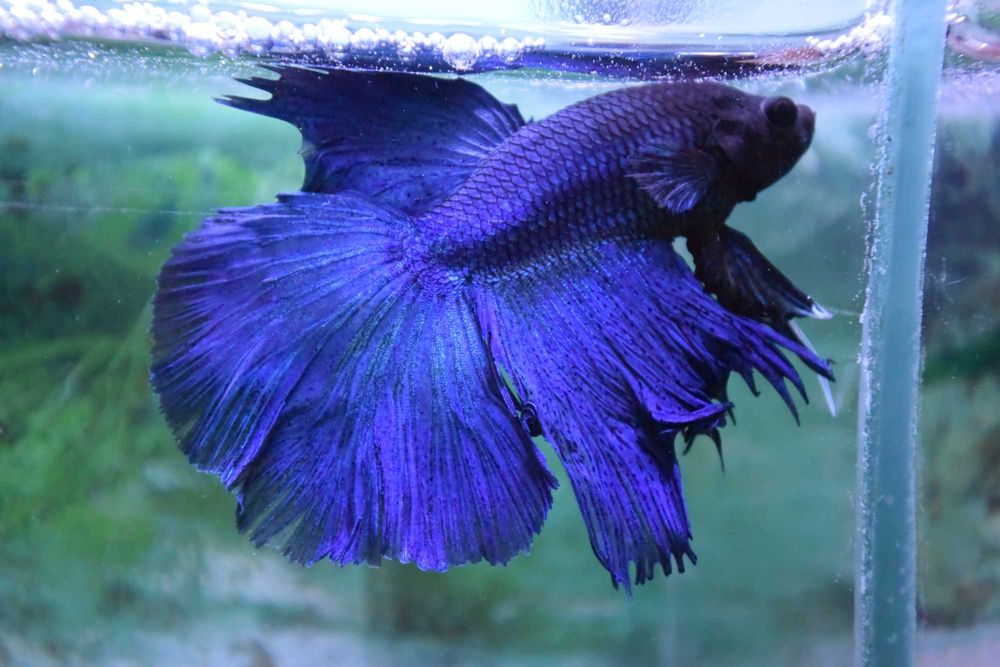 Pesti Betta Splendens Halfmoon Combtail Masculi Femele Acvariu