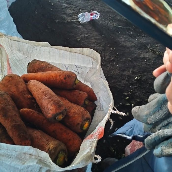 продам МОРКОВЬ  каскад