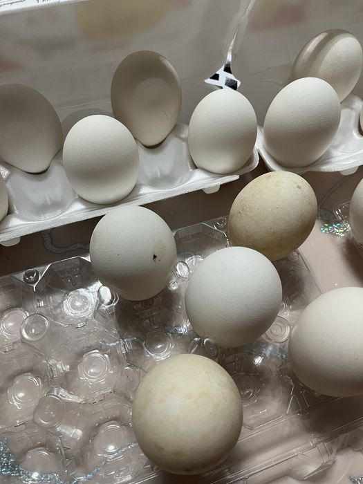 Продается гусинные яйца