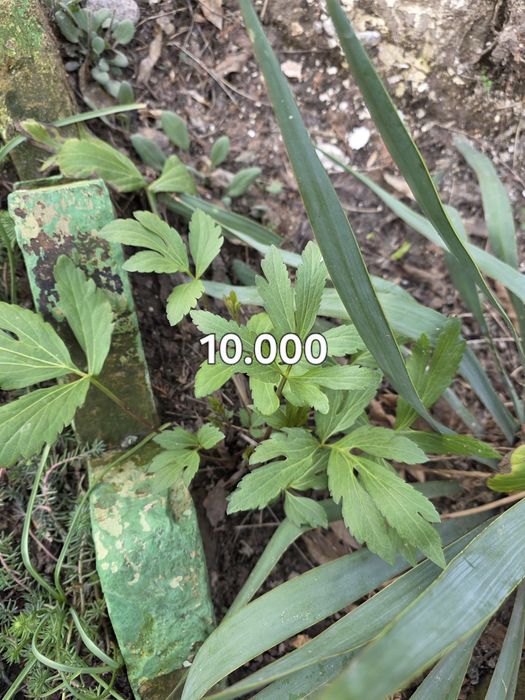 Продаётся почвокровная трава (ёлочка) трава