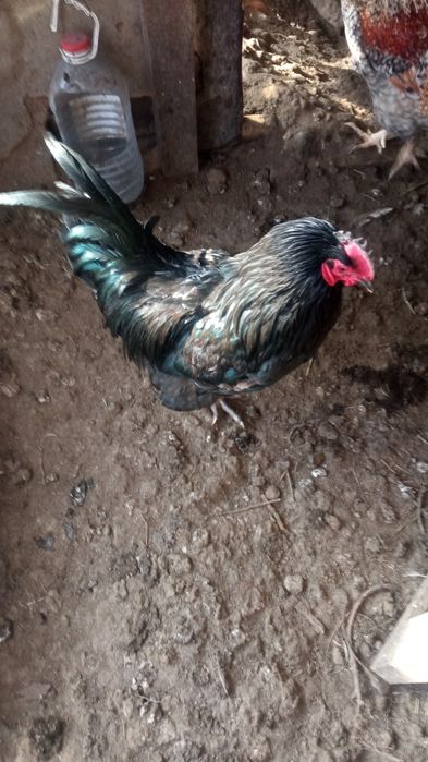 Продам петуха молодого чёрного австролорпа
